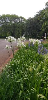 Cycas Guest House - 1