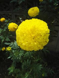 Guesthouse Seghetto - 4