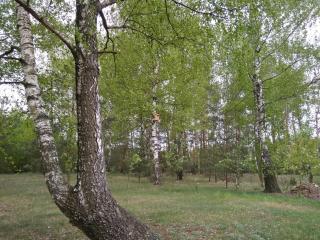 Pod klonowym sercem - 2