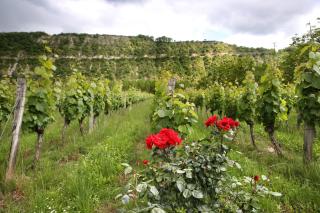 SaS DOMAINE DELMAS - 5