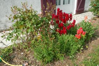 Gite Les Coquelicots - Francueil - 1