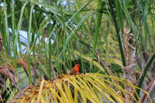 KAZ ORÈA - Saint-Leu - 7