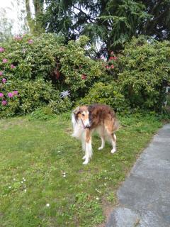 Swiss Borzoi House - 1