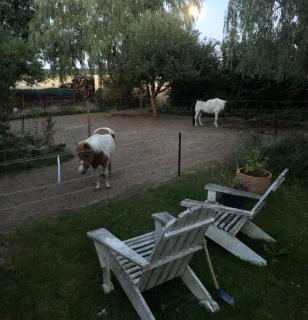 Ferienwohnung Alte Scheune - Egestorf - 2