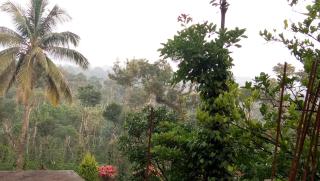 The Blue Mountains Estate Stay - Madikeri - 1