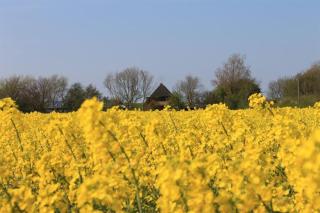 Ferienhof am Deich - Tümlauer Koog - 2