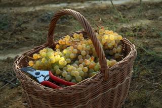 B&B Il Poggio di Gavi - 0