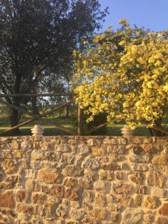 Agriturismo Podere Micitto - 7