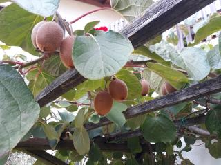 Strasserhof tenuta-Weingut - 4