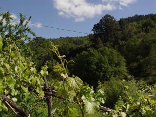 Casa en Viñoas (Ribeira Sacra) - Viñoás - 4