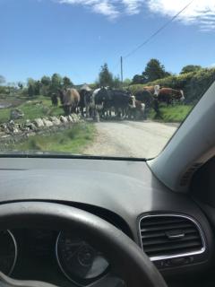 Tracey's Farmhouse Cottage - 9