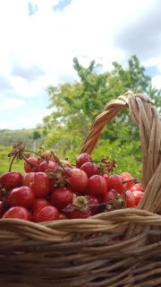 Agriristoro Podere S. Andrea - 3