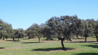 VILLA MARIA - Vilches - 6