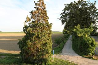 Waegen Uus - Wolphaartsdijk - 5