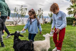 Assos Alis Farm Boutique Hotel & Spa - Behramkale - 9