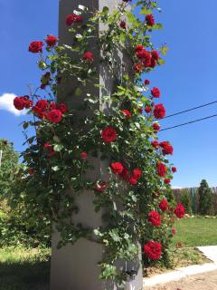 Fruška Gora Guesthouse - 7