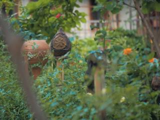 Sofia's Beautiful Garden - 9