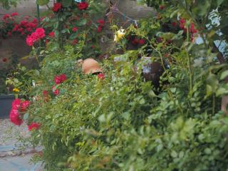 Sofia's Beautiful Garden - 4