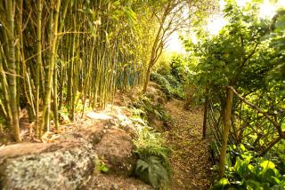 A House in The Woods - Sintra - 4