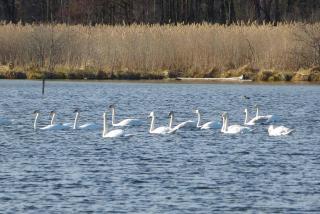 Cafe und Pension Ringer - Vilseck - 1