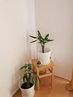 Bol Apartment Keka - 4