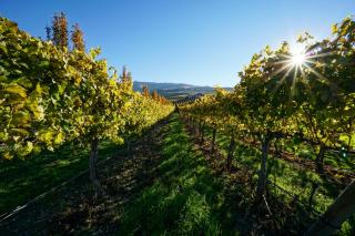The Vineyards Lodge - 1