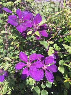 Gîte climatisé de La Haute Rue - Touvois - 5