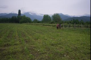 Nodara's garden - Lagodekhi - 2