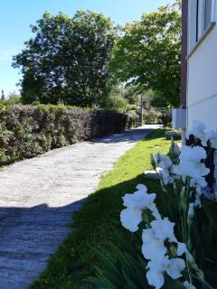 I tulipani - Stresa - 2