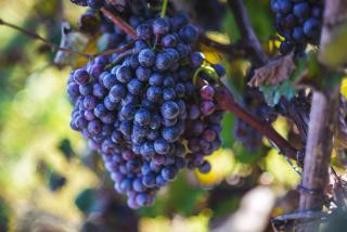 Il Dosso Agriturismo - 8