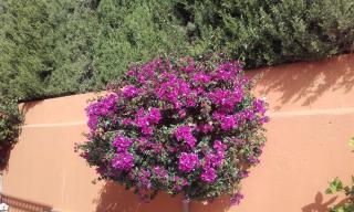 Hacienda el Retamar - Benalmádena - 2