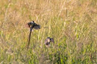 Kransplaas - Springbok Cottage - 8