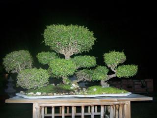 Rock Reef Resort - Key Largo - 4
