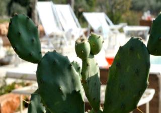 Masseria Montefieno - 5