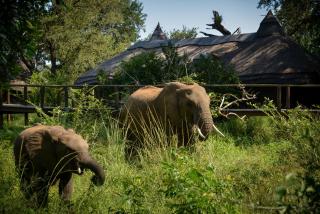 Lion Sands Narina Lodge - Sabi-Sand-Reservat - 5