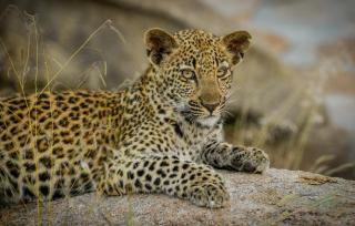 Lion Sands Narina Lodge - Sabi-Sand-Reservat - 1