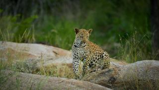 Lion Sands Narina Lodge - 1