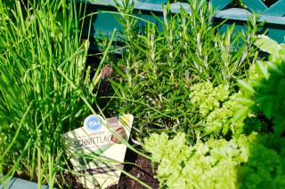 Ostseehaus Prerow - Prerow - 6