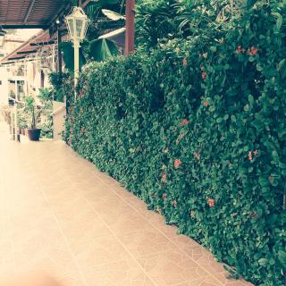 Hotel Michelle - San Andrés Tuxtla - 5