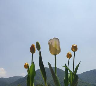 B&B Tulipano - Crone - 0