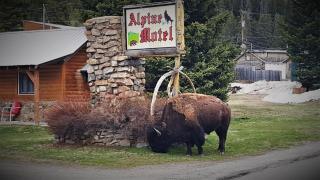 Alpine Motel of Cooke City - Cooke City - 0