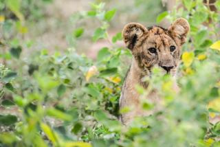Marataba Safari Lodge - Hartbeestfontein - 9