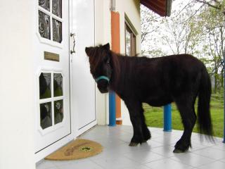 Pferd - Bad Rappenau - 4