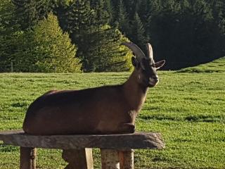 Domaine du Mas du Taillet - Lanarce - 5