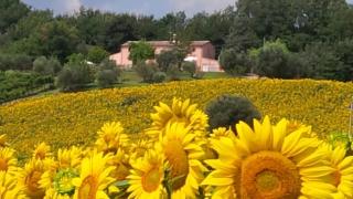 Villa Sant'Elena - Morro dʼAlba - 7