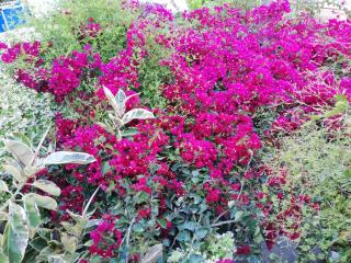 Au pied de la falaise rouge - Leonidi - 6
