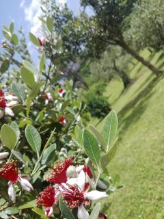 Casa Monaco - Auletta - 2