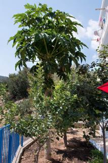 SUNSHINE APARTMENT CITY CENTER - Karpathos - 7