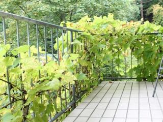 Hotel Winneburg - Cochem - 3