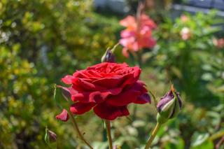 Rose Garden Apartments - 8